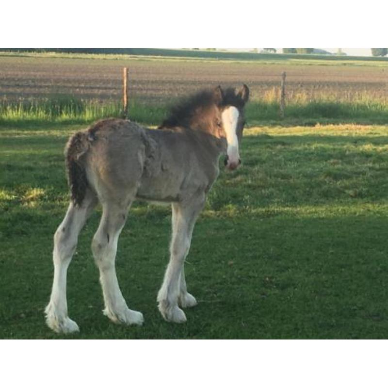 Shires