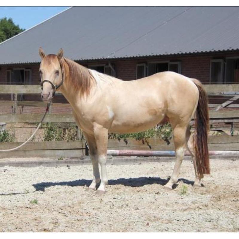 Te koop lieve Amber Champagne Dun Tobiano Paint horse hengst