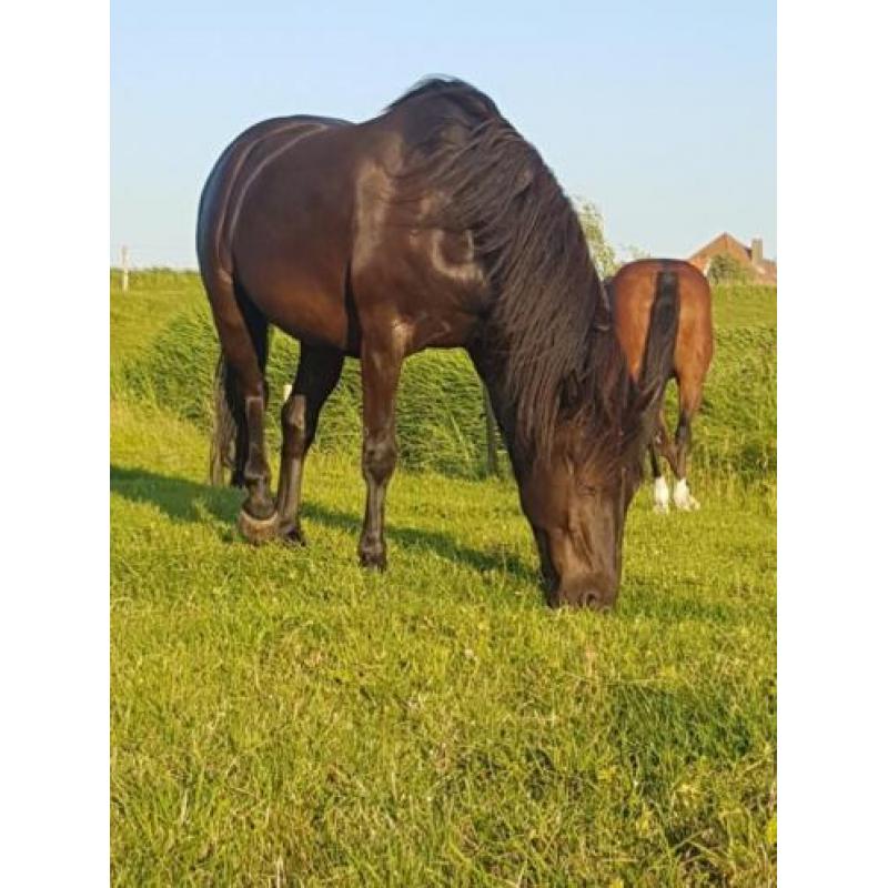 Schitterende zwarte 6 jarige ruin 1.55 m Andalusier x Fries