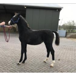 Te Koop: meerdere tuigpaarden, van veulen tot 5 jaar