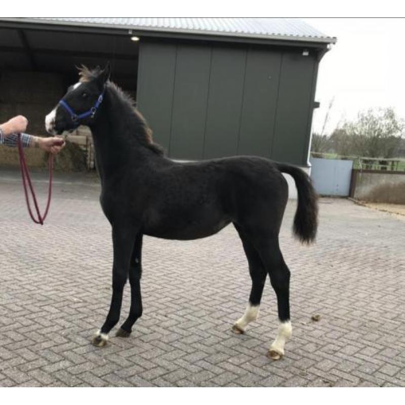 Te Koop: meerdere tuigpaarden, van veulen tot 5 jaar