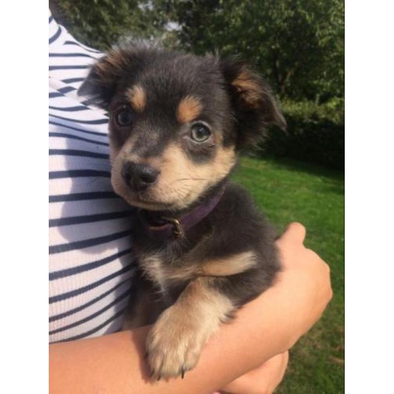 Grijze chihuahua pup