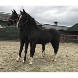 Te Koop: meerdere tuigpaarden, van veulen tot 5 jaar