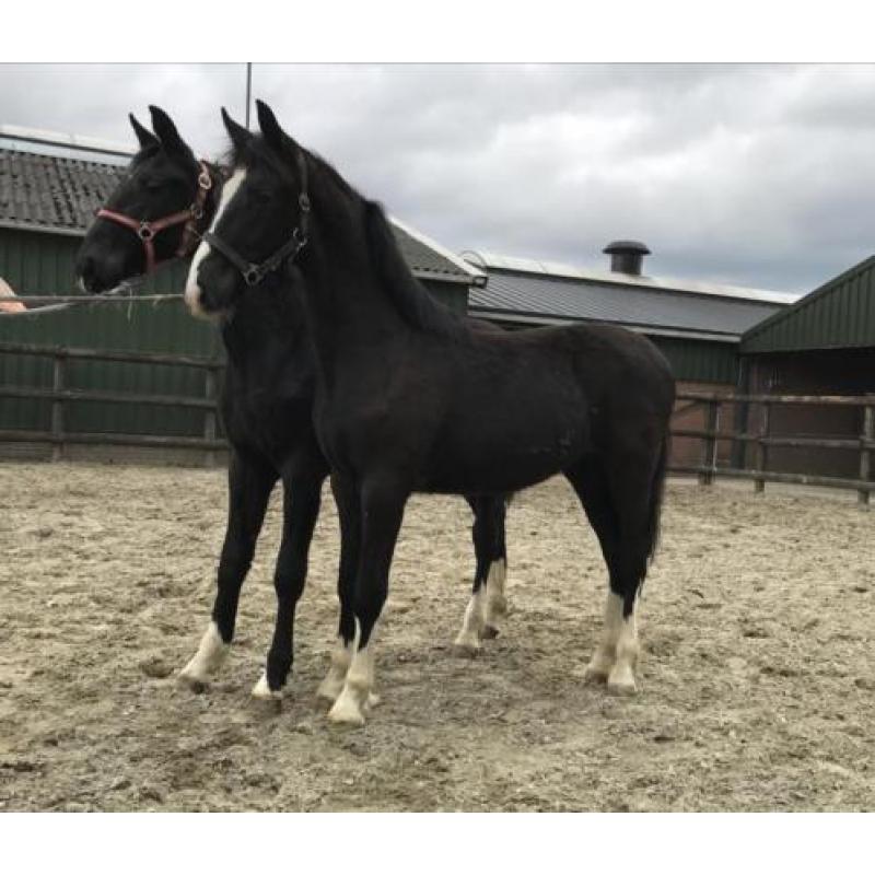 Te Koop: meerdere tuigpaarden, van veulen tot 5 jaar
