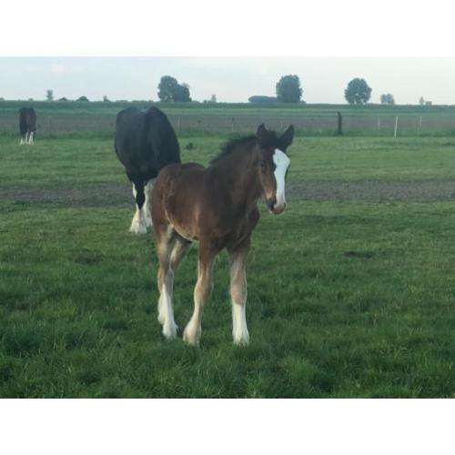 Shires