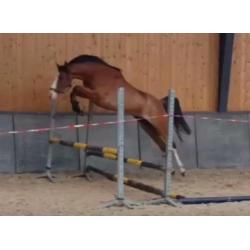 Super kinderpony met de X factor!