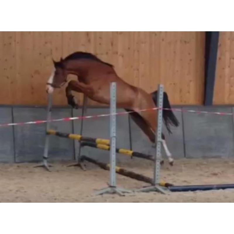Super kinderpony met de X factor!