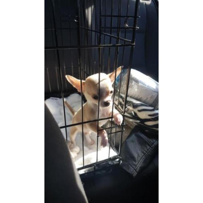 Lieve chihuahua pup reu