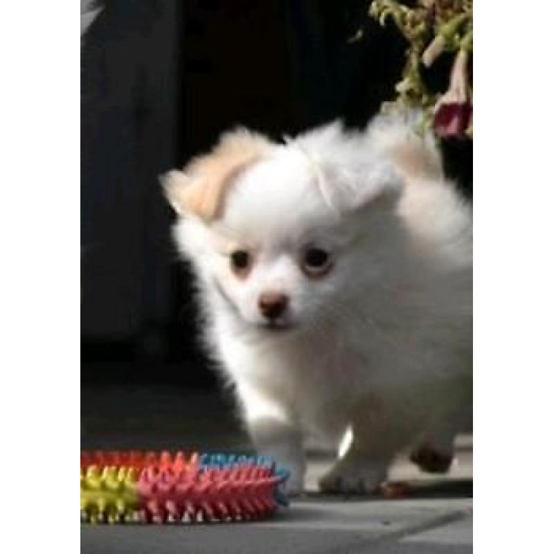 Pomeriaan x chihuahua - pomchi