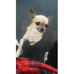 Licht bruine 3 jarige Chihuahua