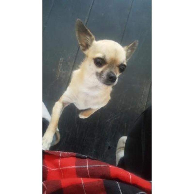 Licht bruine 3 jarige Chihuahua