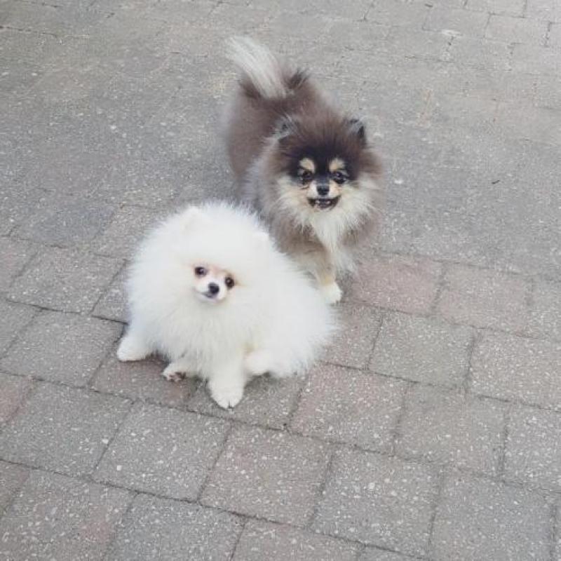 Pomeranian teefje & reutje