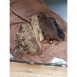 Bolonka zwetna pups