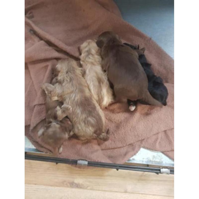 Bolonka zwetna pups