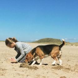 Erg lieve en mooie (ras) Beagle mag een leuk nieuw baasje