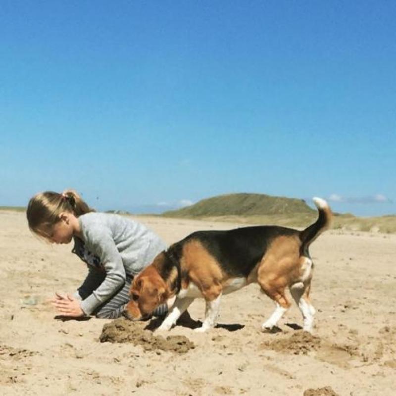 Erg lieve en mooie (ras) Beagle mag een leuk nieuw baasje