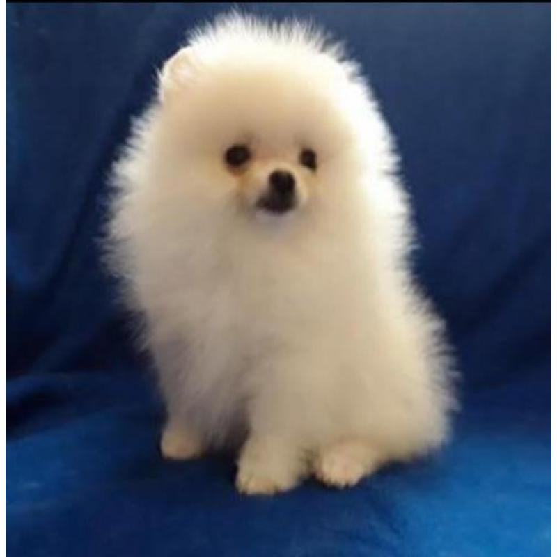Zeer mooi mini Teefje Pomeriaan/Pomeranian/Dwergkweesje/FCI