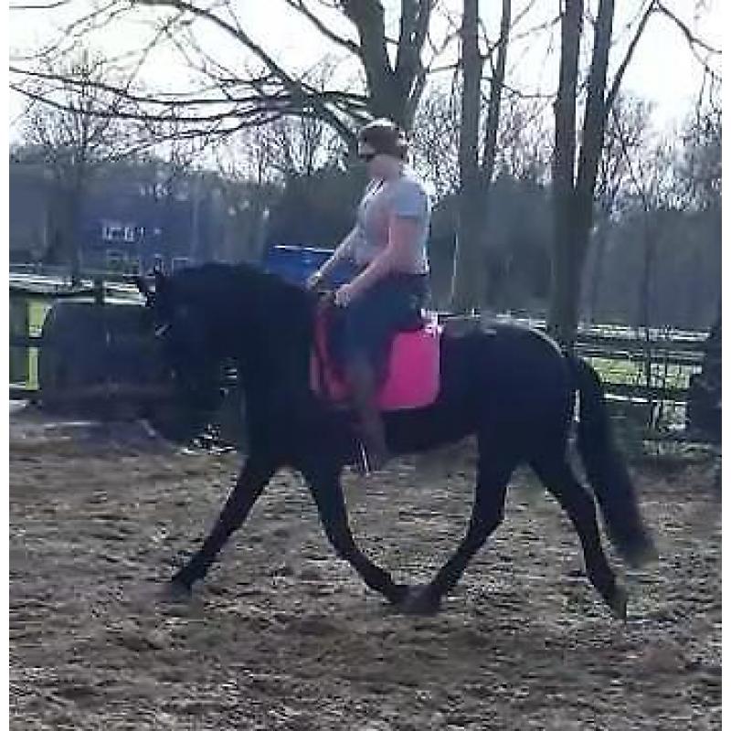 lieve friese merrie
