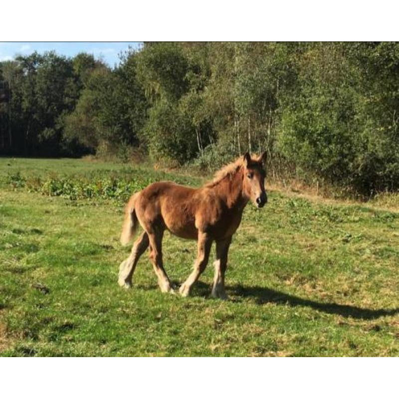 Trekpaard merrie veulens/1 en 2jarige tinkers