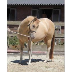 Te koop lieve Amber Champagne Dun Tobiano Paint horse hengst