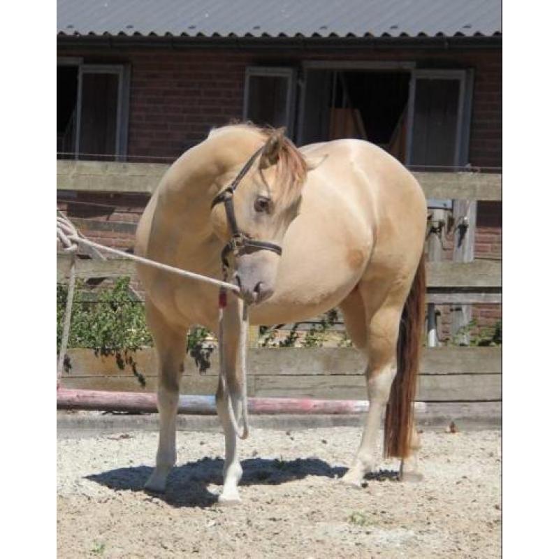 Te koop lieve Amber Champagne Dun Tobiano Paint horse hengst
