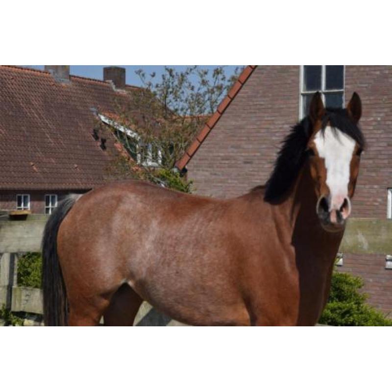 Super kinderpony met de X factor!