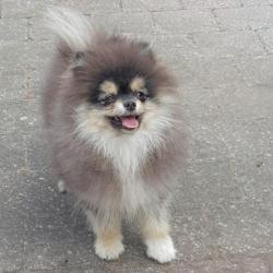 Pomeranian teefje & reutje