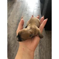 Langharige chihuahua pups