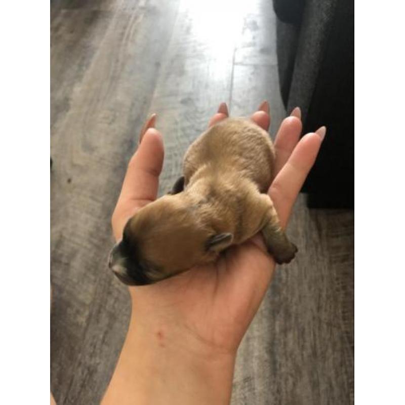 Langharige chihuahua pups