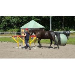 Schitterende zwarte 6 jarige ruin 1.55 m Andalusier x Fries