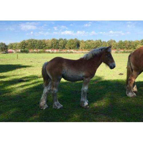 Trekpaard merrie veulens/1 en 2jarige tinkers