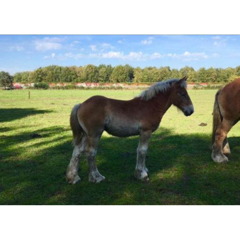 Trekpaard merrie veulens/1 en 2jarige tinkers