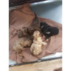 Bolonka zwetna pups