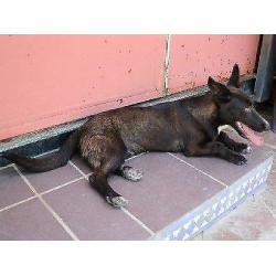 ACE: Temperanillo, Podenco Maneto mix, speels en vriendelijk