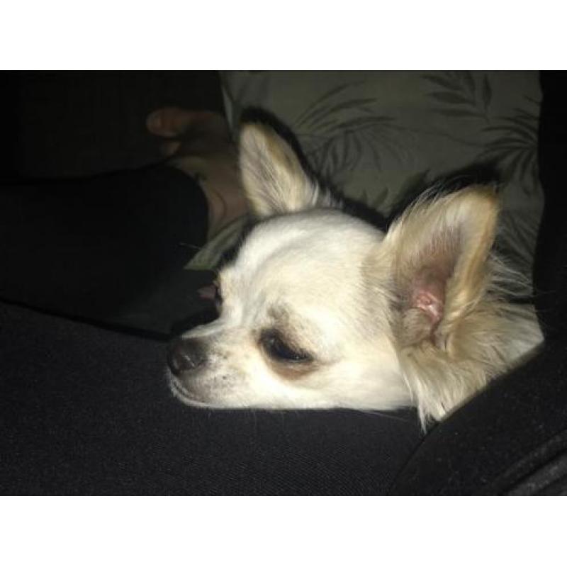 Chihuahua reutje en teefje