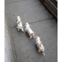 Eng.bassethound pups mooie kleuren