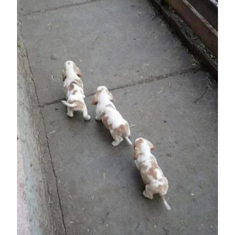 Eng.bassethound pups mooie kleuren