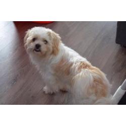 Shi tzu kruising reutje gec 1 jaar. Bingo