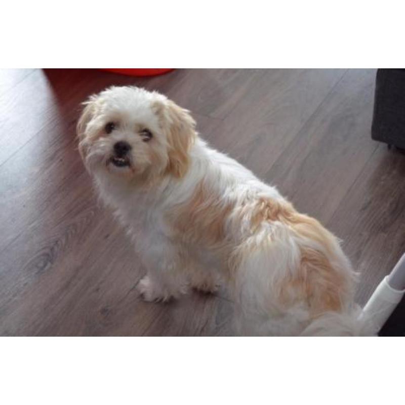 Shi tzu kruising reutje gec 1 jaar. Bingo