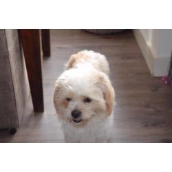 Shi tzu kruising reutje gec 1 jaar. Bingo