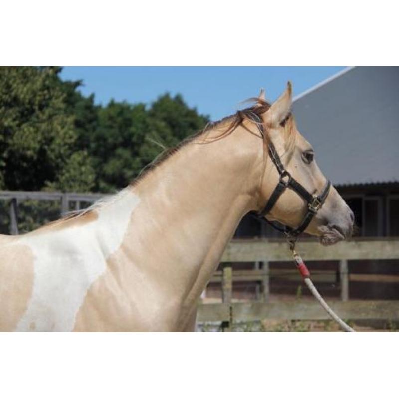 Te koop lieve Amber Champagne Dun Tobiano Paint horse hengst