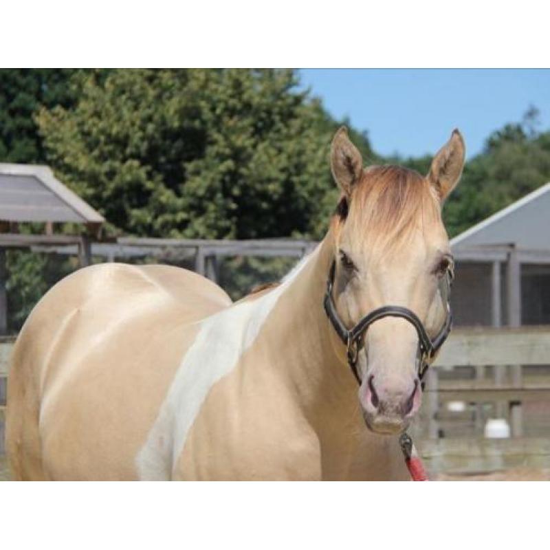 Te koop lieve Amber Champagne Dun Tobiano Paint horse hengst
