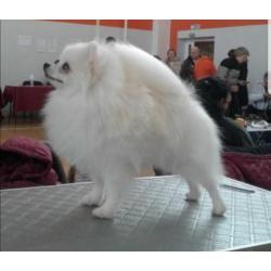 Zeer mooi mini Teefje Pomeriaan/Pomeranian/Dwergkweesje/FCI