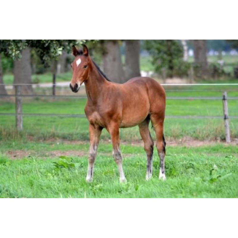 Hengstveulen Pilothago TN x Dubai x Celano