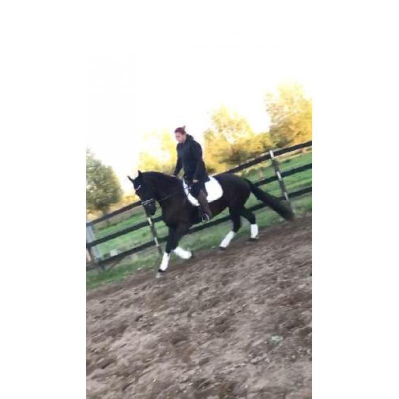 lieve friese merrie