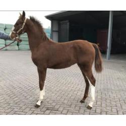 Te Koop: meerdere tuigpaarden, van veulen tot 5 jaar