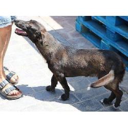 ACE: Temperanillo, Podenco Maneto mix, speels en vriendelijk