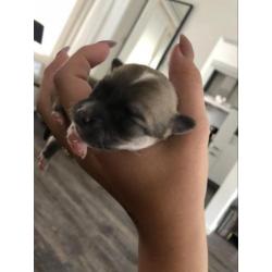 Langharige chihuahua pups