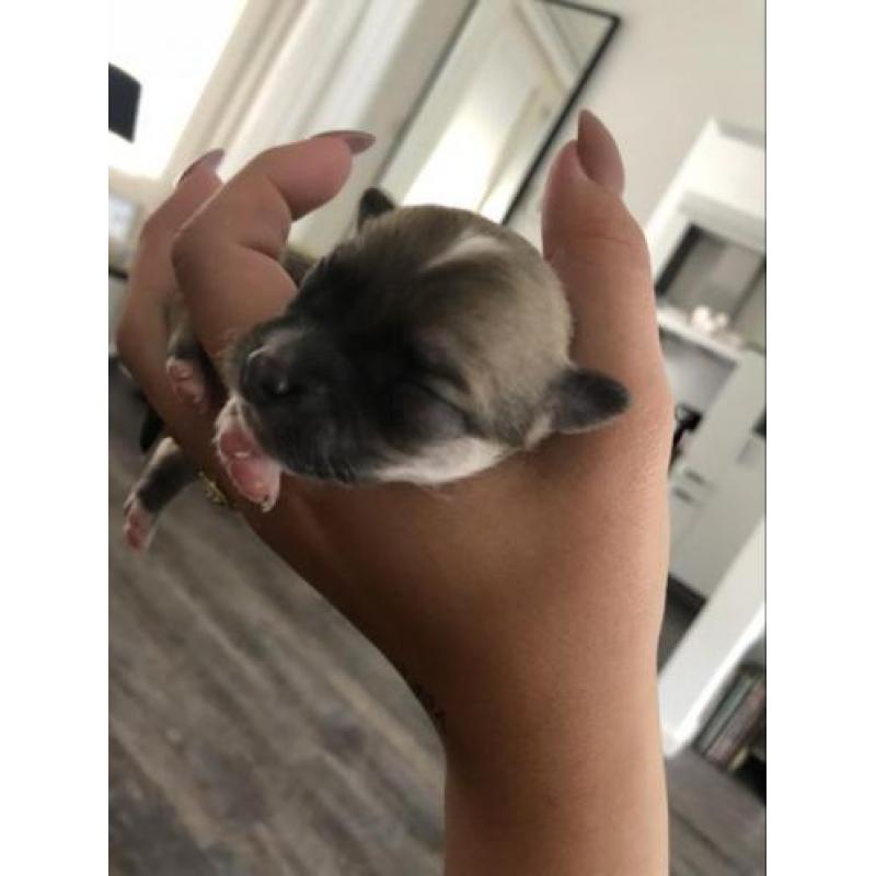 Langharige chihuahua pups