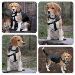Erg lieve en mooie (ras) Beagle mag een leuk nieuw baasje